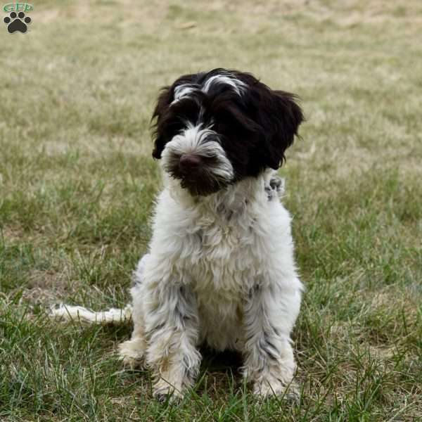 Chloe, Portuguese Water Dog Puppy