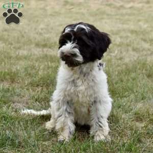 Chloe, Portuguese Water Dog Puppy