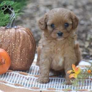 Julie – F1, Cavapoo Puppy