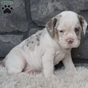 Bonnie, Beabull Puppy
