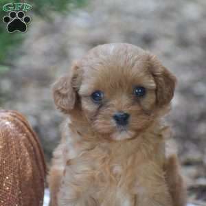 Julie – F1, Cavapoo Puppy