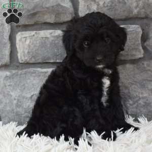 Murphy, Mini Aussiedoodle Puppy