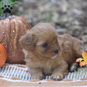 Julie – F1, Cavapoo Puppy
