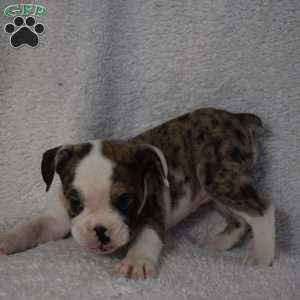 Brook, French Bulldog Mix Puppy