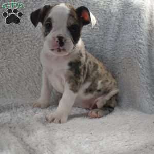 Brook, French Bulldog Mix Puppy
