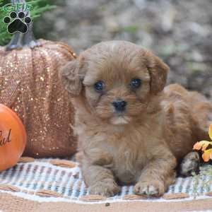 Julie – F1, Cavapoo Puppy