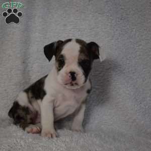 Brook, French Bulldog Mix Puppy