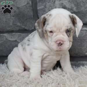 Bonnie, Beabull Puppy