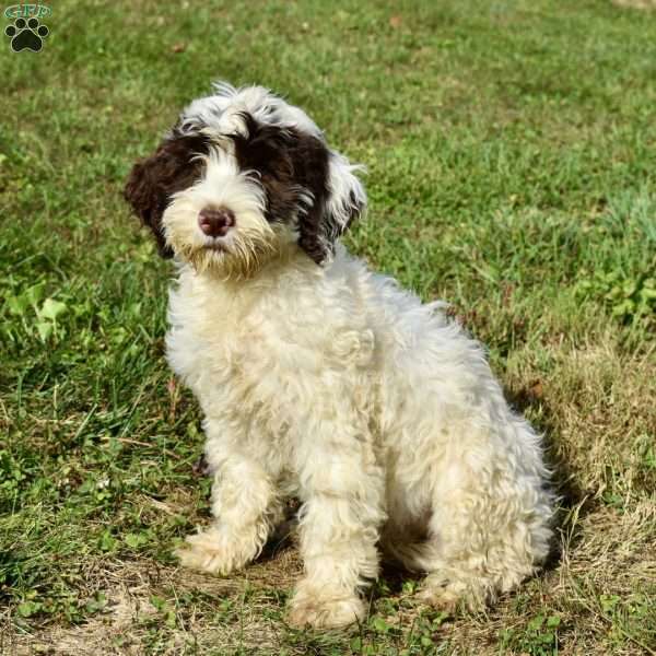 Bailey, Portuguese Water Dog Puppy
