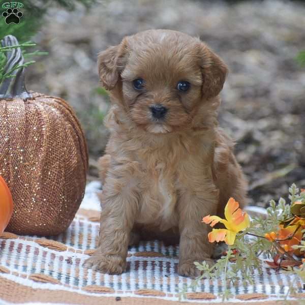 Julie – F1, Cavapoo Puppy