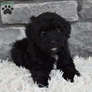 Murphy, Mini Aussiedoodle Puppy