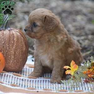 Julie – F1, Cavapoo Puppy