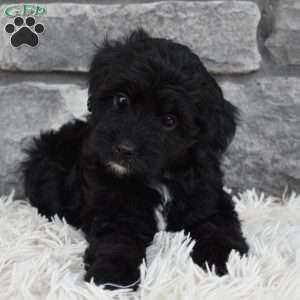 Murphy, Mini Aussiedoodle Puppy