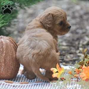 Julie – F1, Cavapoo Puppy