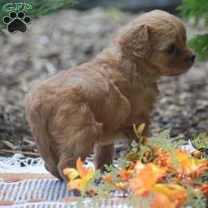 Julie – F1, Cavapoo Puppy