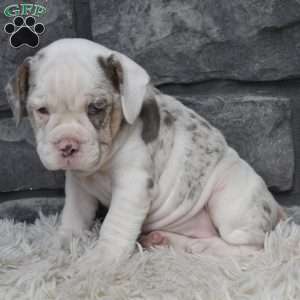 Bonnie, Beabull Puppy