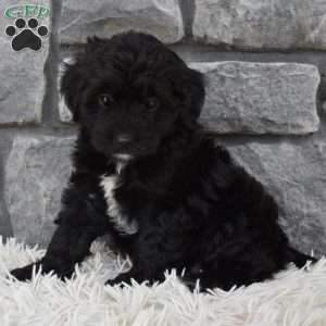 Murphy, Mini Aussiedoodle Puppy