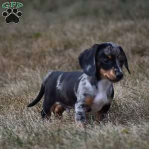Ziggy, Dachshund Puppy