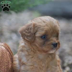 Julie – F1, Cavapoo Puppy