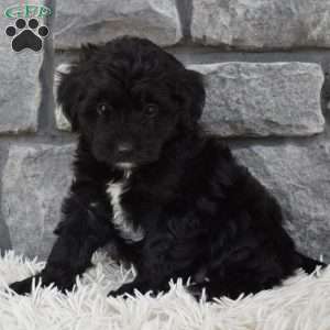 Murphy, Mini Aussiedoodle Puppy