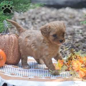 Julie – F1, Cavapoo Puppy