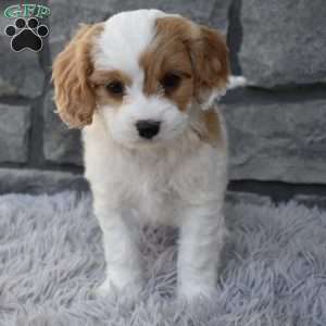 Sammy, Cavapoo Puppy