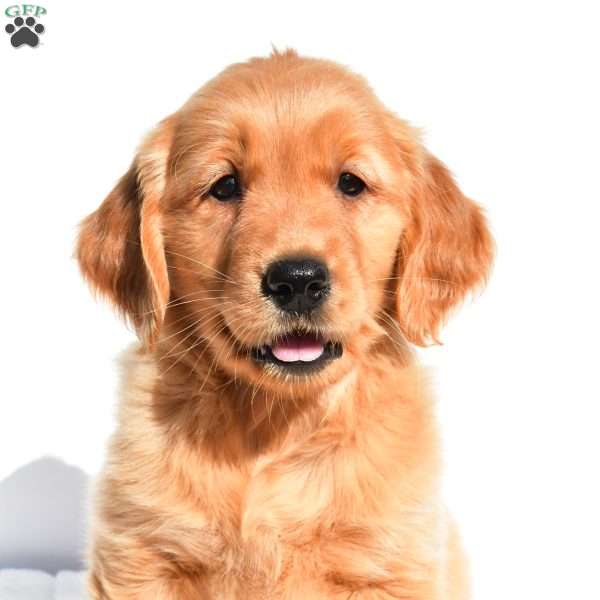 Dolly, Golden Retriever Puppy