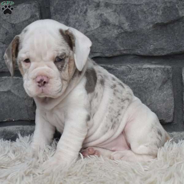 Bonnie, Beabull Puppy