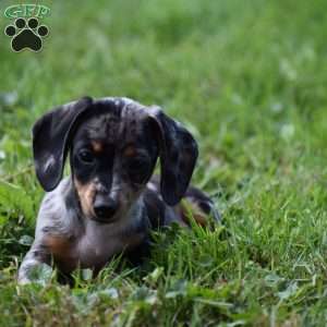 Ziggy, Dachshund Puppy
