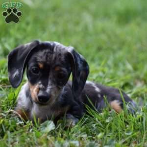 Ziggy, Dachshund Puppy