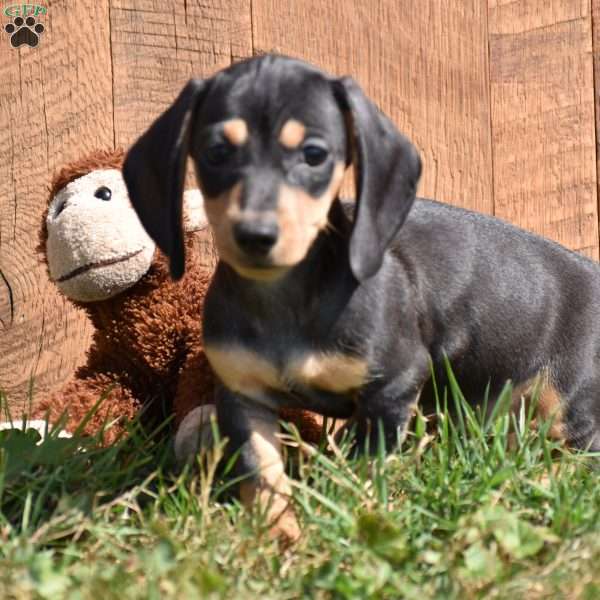 Nugget, Dachshund Puppy