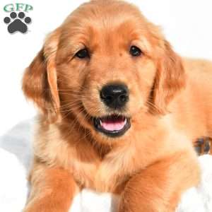Dolly, Golden Retriever Puppy