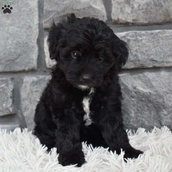 Murphy, Mini Aussiedoodle Puppy