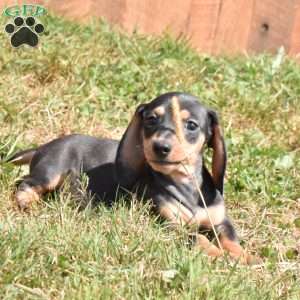 Nugget, Dachshund Puppy
