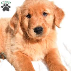 Dolly, Golden Retriever Puppy