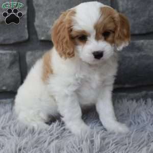 Sammy, Cavapoo Puppy