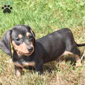 Nugget, Dachshund Puppy