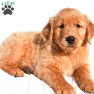 Dolly, Golden Retriever Puppy