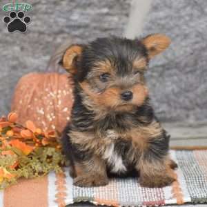 Andrew, Yorkie Puppy