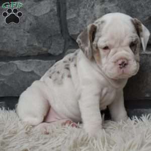 Bonnie, Beabull Puppy
