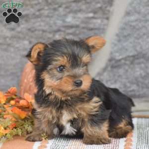Andrew, Yorkie Puppy