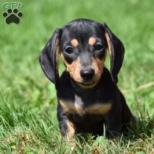 Nugget, Dachshund Puppy