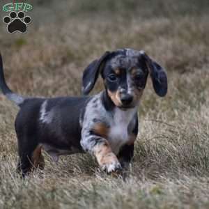 Ziggy, Dachshund Puppy