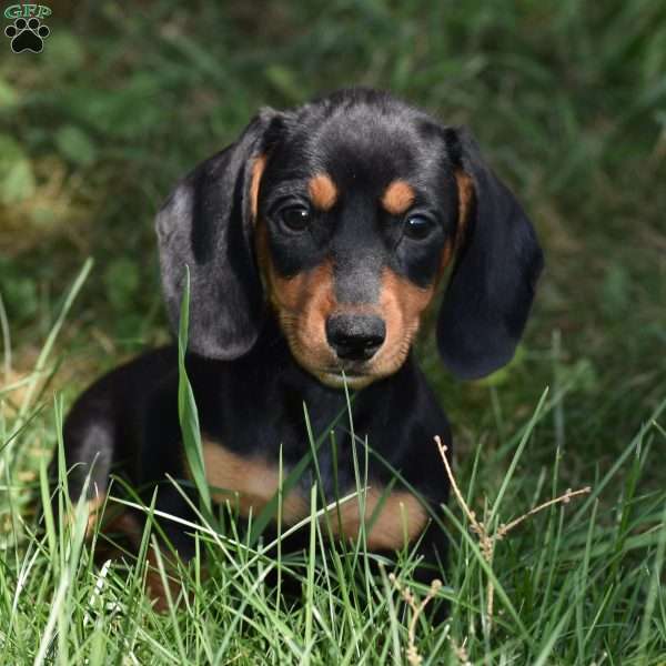 Bean, Dachshund Puppy
