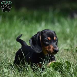 Bean, Dachshund Puppy
