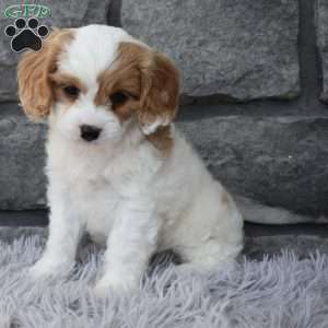 Sammy, Cavapoo Puppy