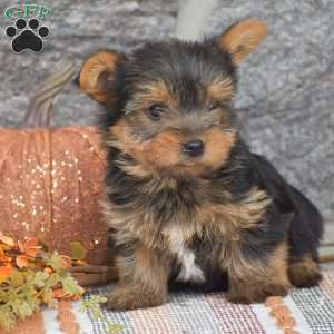 Andrew, Yorkie Puppy