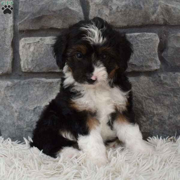 Miles, Mini Aussiedoodle Puppy