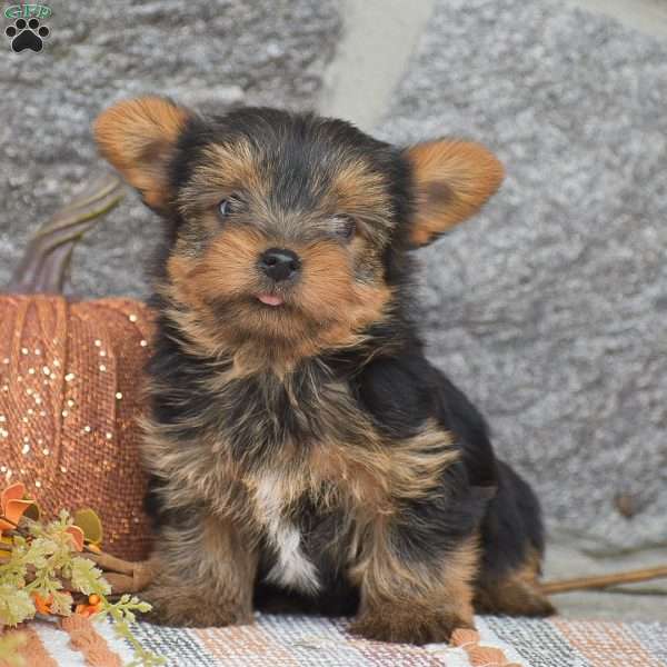 Andrew, Yorkie Puppy