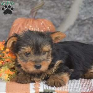 Andrew, Yorkie Puppy